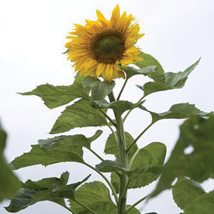 MONGOLIAN GIANT-SUNFLOWER