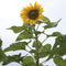 MONGOLIAN GIANT-SUNFLOWER