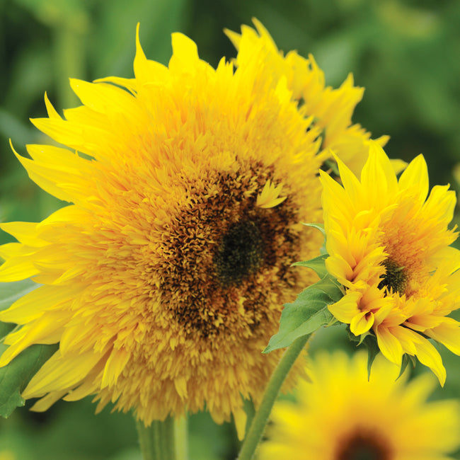 STARBURST PANACHE-SUNFLOWER