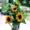 Front view of Starburst Panache sunflower blooms showing 4–5 inch golden saffron petals and dark central disks in a vase