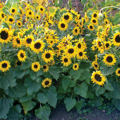 WAOOH-SUNFLOWER