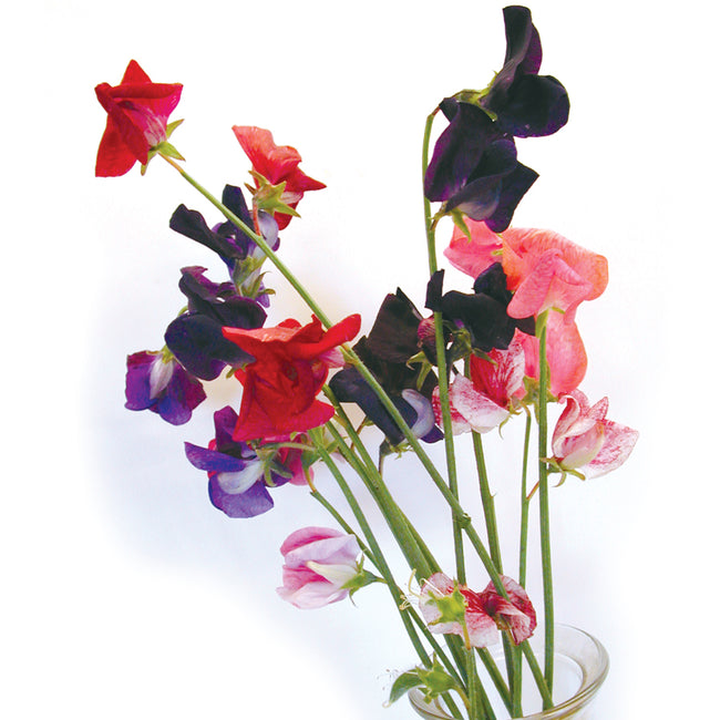 OLD SPICE MIX-SWEET PEA