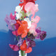 MAMMOTH CHOICE MIX-SWEET PEA