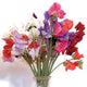 LATE SPENCER CHOICE MIX-SWEET PEA