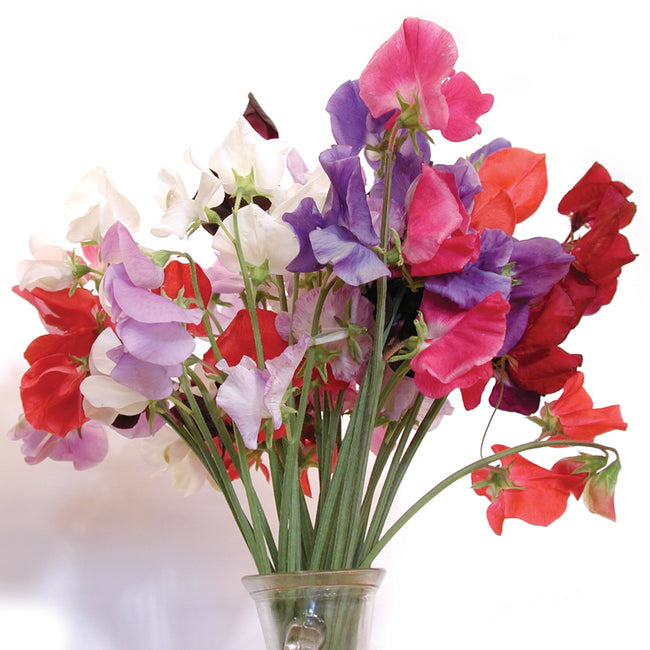 LATE SPENCER CHOICE MIX-SWEET PEA
