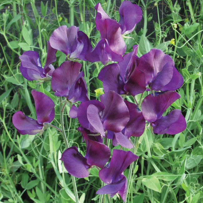 KING SIZE NAVY BLUE-SWEET PEA