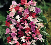 FRAGRANTISSIMA-SWEET PEA