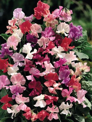 FRAGRANTISSIMA-SWEET PEA