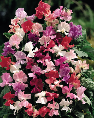 FRAGRANTISSIMA-SWEET PEA