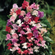 FRAGRANTISSIMA-SWEET PEA