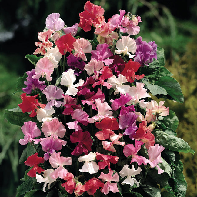FRAGRANTISSIMA-SWEET PEA