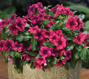 TATTOO™ BLACK CHERRY-VINCA