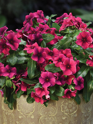 TATTOO™ BLACK CHERRY-VINCA