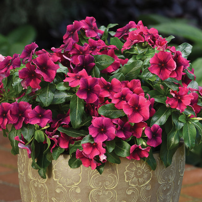 TATTOO™ BLACK CHERRY-VINCA