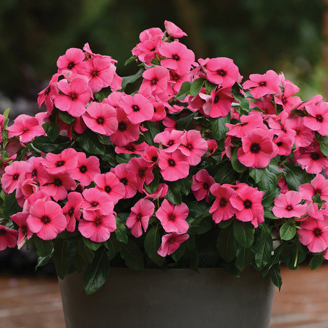 TATTOO™ RASPBERRY-VINCA