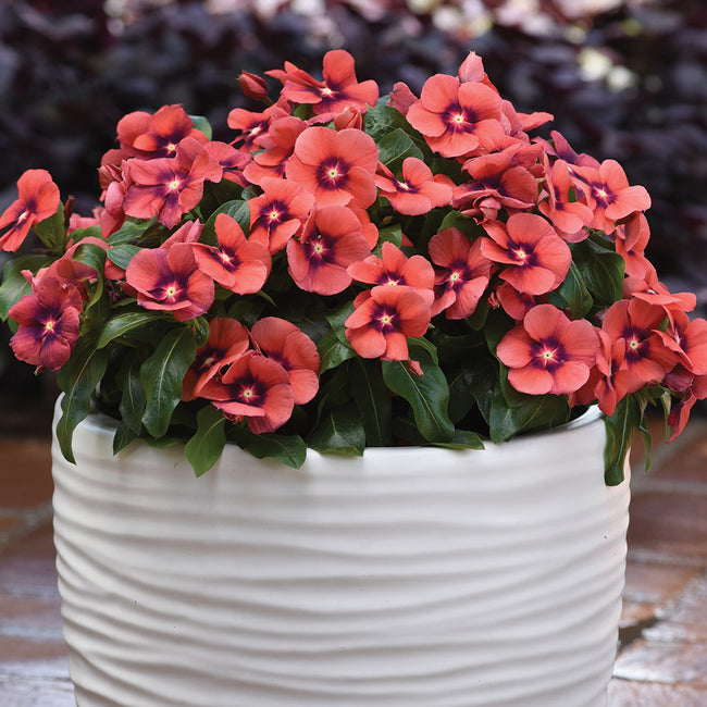 TATTOO™ TANGERINE-VINCA