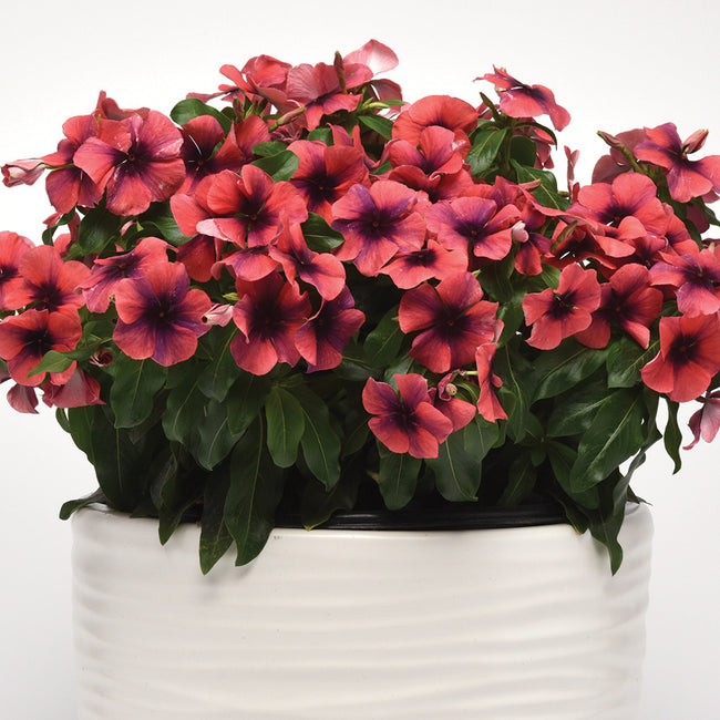 TATTOO™ PAPAYA-VINCA