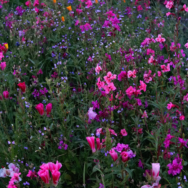 PNW NATIVE WILDFLOWER MIX