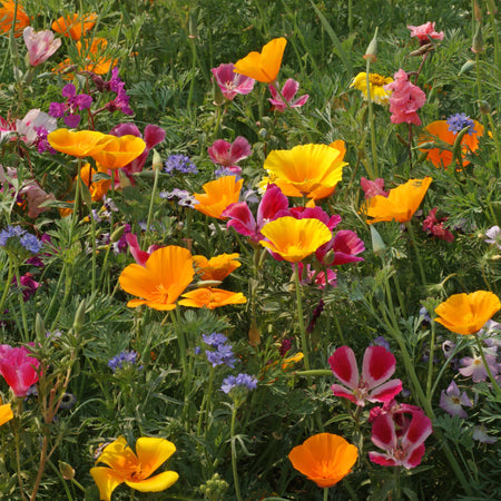 West Wildflower Seed Mix