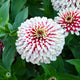 SWIZZLE CHERRY & IVORY-ZINNIA