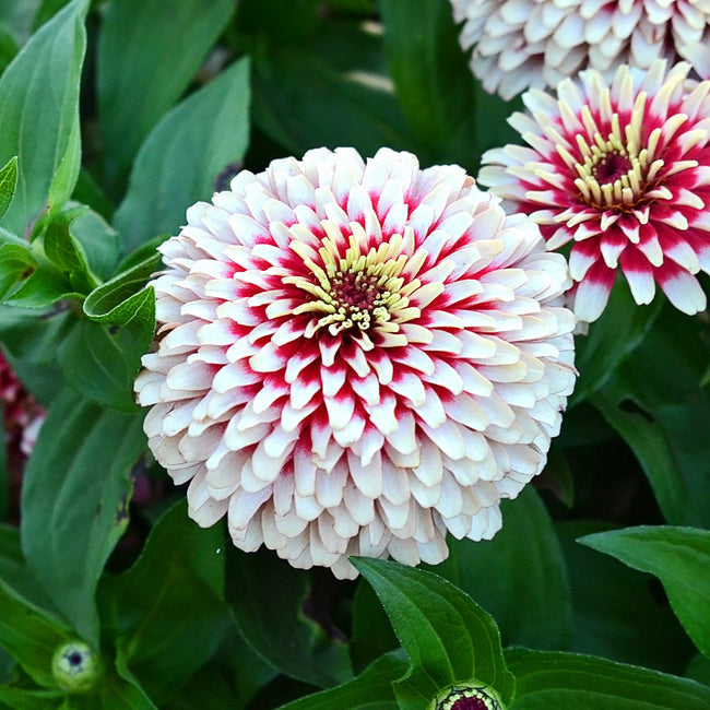 SWIZZLE CHERRY & IVORY-ZINNIA