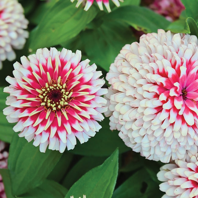 SWIZZLE CHERRY & IVORY-ZINNIA