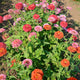 CALIFORNIA GIANT MIX-ZINNIA