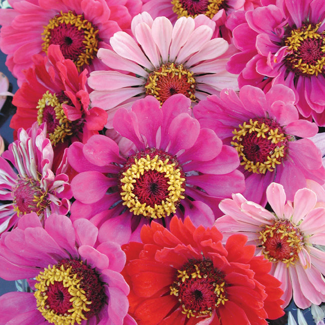 CALIFORNIA GIANT MIX-ZINNIA