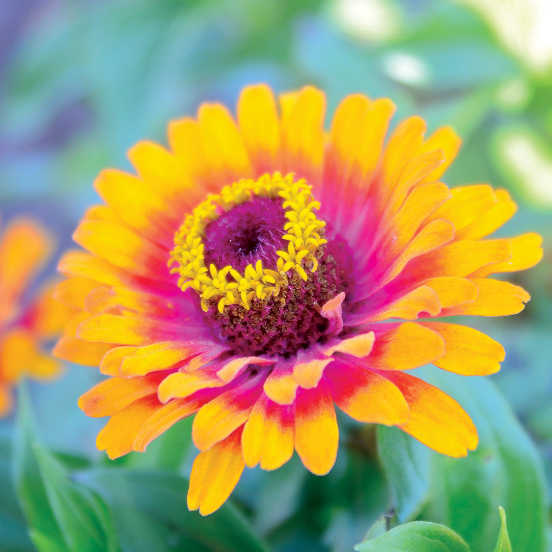 Zinnia Zowie Yellow Flame F1 Seed – Harris Seeds