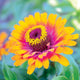 ZOWIE! YELLOW FLAME-ZINNIA