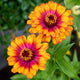 ZOWIE! YELLOW FLAME-ZINNIA