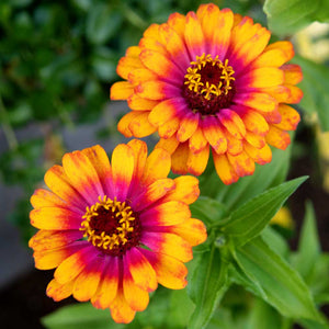 ZOWIE! YELLOW FLAME-ZINNIA