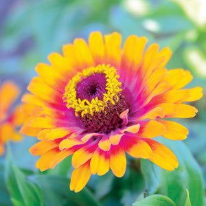 ZOWIE! YELLOW FLAME-ZINNIA