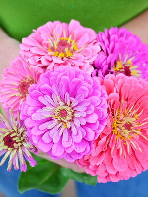 ART DECO MIX-ZINNIA
