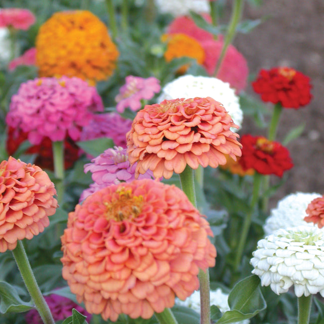 OKLAHOMA MIX-ZINNIA