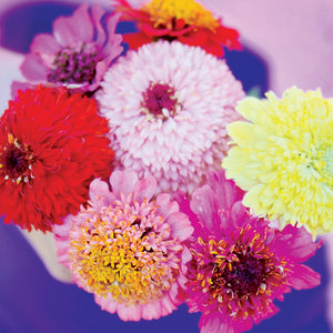 CUPCAKES MIX-ZINNIA