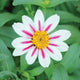 ZAHARA STARLIGHT ROSE-ZINNIA