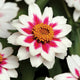 ZAHARA STARLIGHT ROSE-ZINNIA