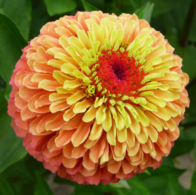 QUEEN LIME ORANGE-ZINNIA