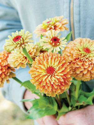 QUEEN LIME ORANGE-ZINNIA
