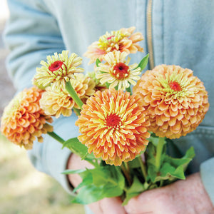 QUEEN LIME ORANGE-ZINNIA
