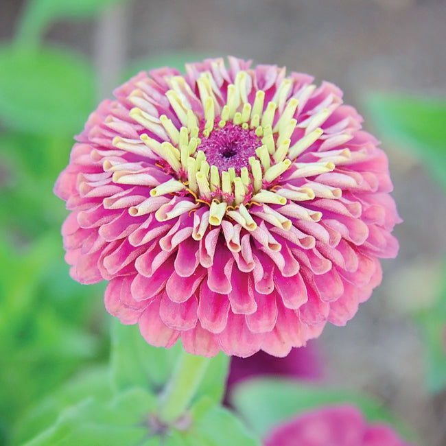 QUEEN RED LIME-ZINNIA