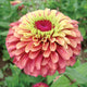 QUEEN RED LIME-ZINNIA
