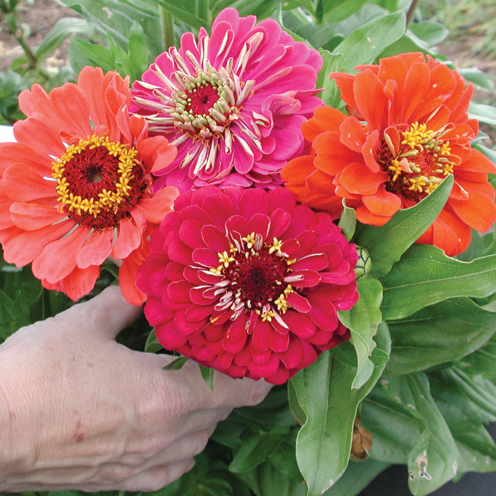 Benary'S Giant Series Mix Zinnia Seed Territorial Seed