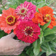 BENARY'S GIANT SERIES MIX-ZINNIA