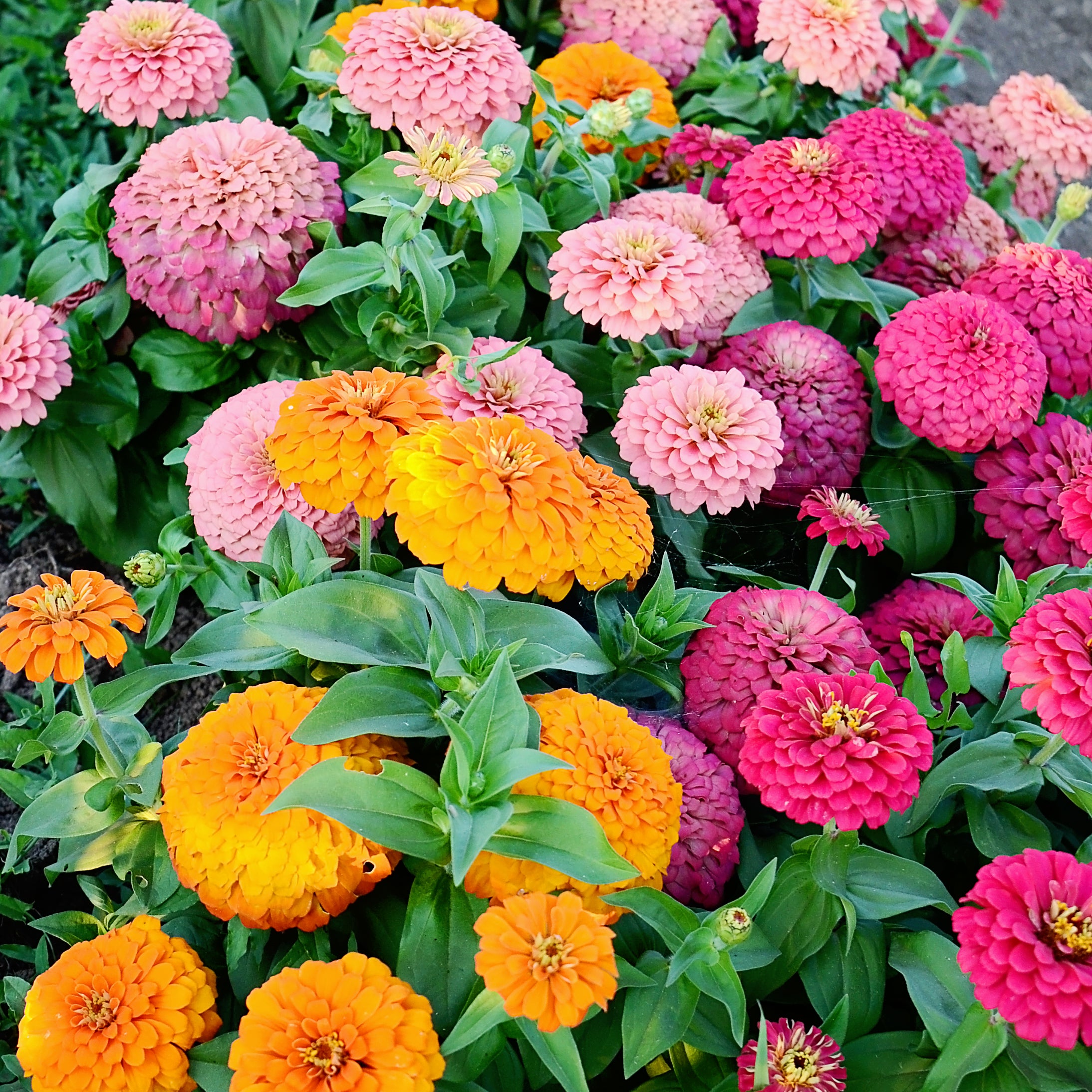 Magellan Persian Carpet Mix Zinnia Seed Territorial Seed