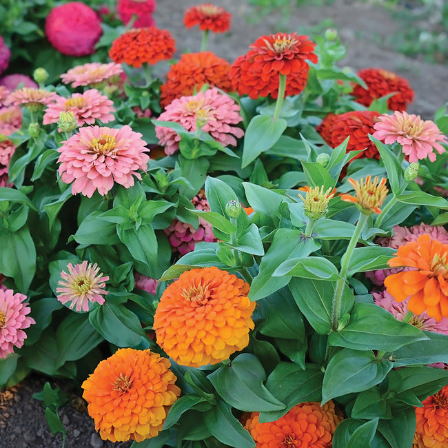 MAGELLAN PERSIAN CARPET MIX-ZINNIA