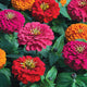 MAGELLAN PERSIAN CARPET MIX-ZINNIA