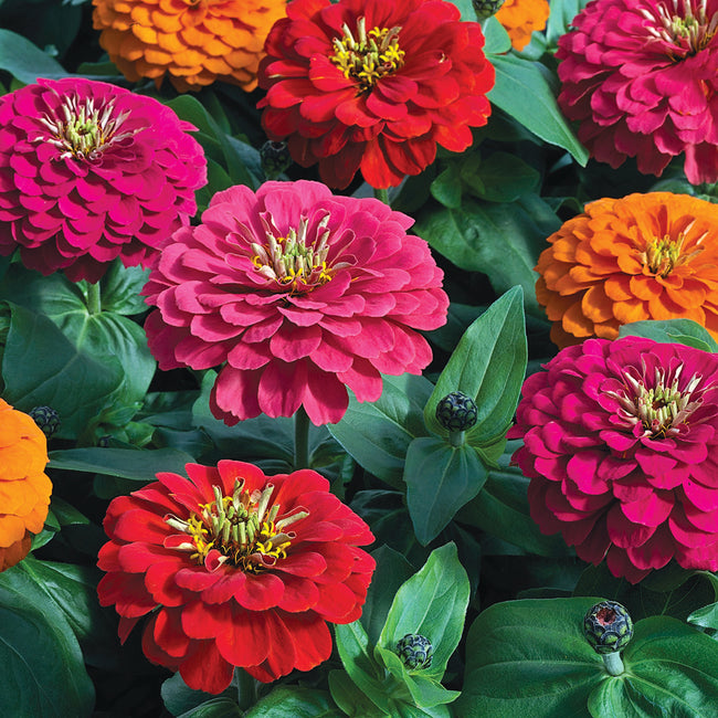 MAGELLAN PERSIAN CARPET MIX-ZINNIA