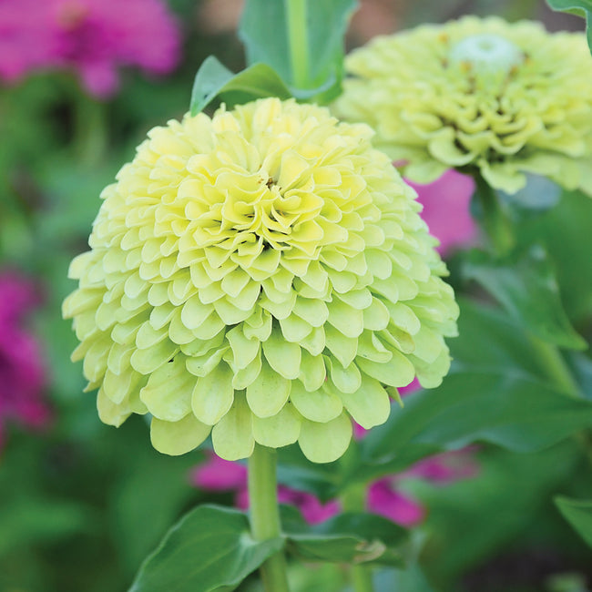 QUEEN LIME GREEN-ZINNIA